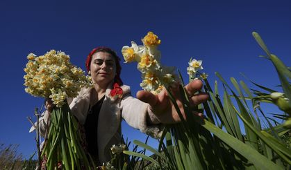 Mis kokulu geçim kaynağı!