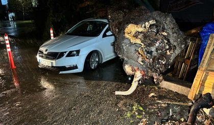 Ağaçlar devrildi, çatılar uçtu... İzmir'de sağanak manzaraları!