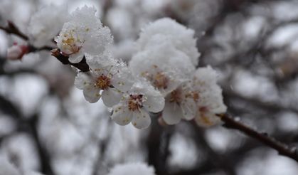 Meteoroloji’den İzmir ve çevresi için zirai don uyarısı