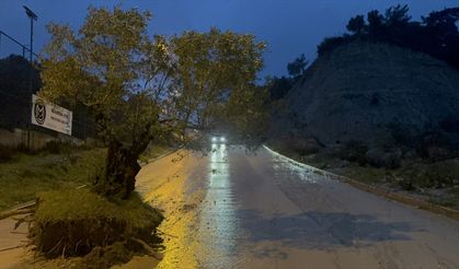 Aydın'da zeytin ağacı kökünden söküldü!