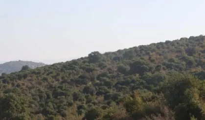 Adı 'Beşli Çete' Kitabı'nda geçiyordu... RES için 6 bin ağaç kesecekler!