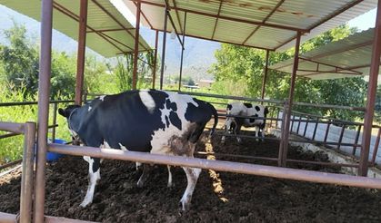 Muğla'da 11 mahalleye şap karantinası