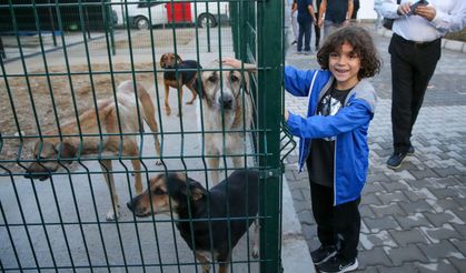 3 belediyeden 'can dostlar' için örnek iş birliği!