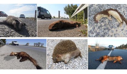 Söke-Didim karayolu “ölüm yolu”: Yaban hayatı tehlikede