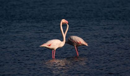 Alsancak'ın pembe konukları!