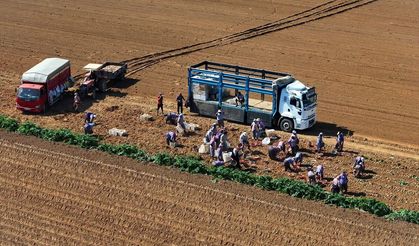 Patates deposu Ödemiş’te çifte mesai!