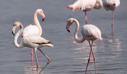 İzmir'in saklı doğası!