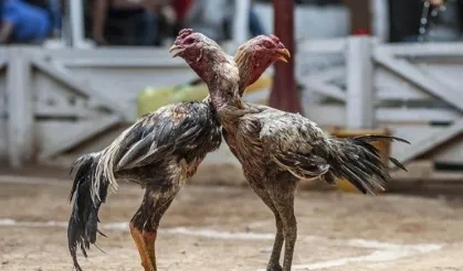 İzmir'de horoz dövüşü çetesi: Operasyon var, caydırıcı ceza yok!