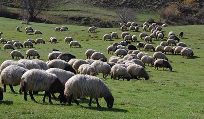İzmir’de evini satıp hayvancılığa başlayan üretici sitem etti: Bıçak kemiğe dayandı!