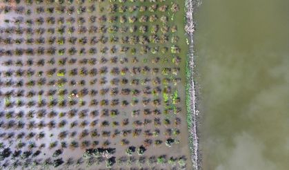 İzmir'i sağanak vurdu: Tarım arazileri sular altında!