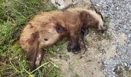 Nesli tehlikedeki porsuk silahla katledildi!