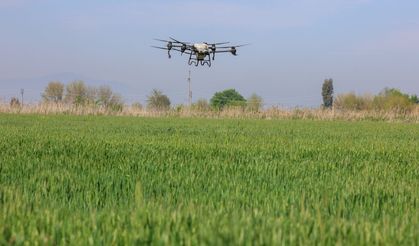 Aydın'da tarlalar drone ile ücretsiz gübreleniyor
