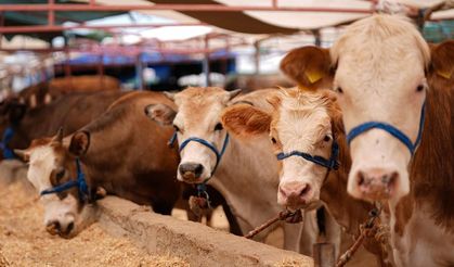 Kurban satış ve kesim yerlerinde yönelik tedbirler artırıldı