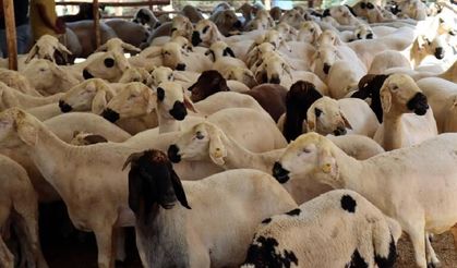 Vekaletle kurban kesim bedelleri açıklandı