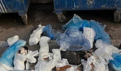 Kedi ölümleriyle ilgili gözaltına alınmıştı... Adli kontrolle serbest!