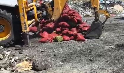 Manisa'da bozuk 4 ton midye imha edildi!