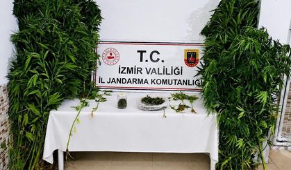Evinde Hint keneviri yetiştiren zanlı tutuklandı
