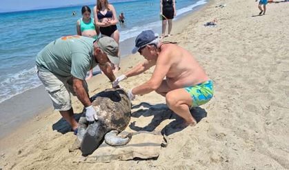 Kuşadası ve Selçuk'ta 3 deniz kaplumbağası ölü bulundu!