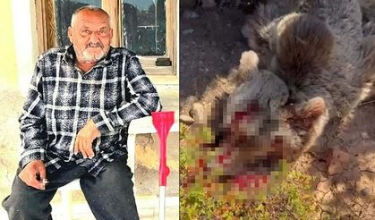Seferihisar'da ölüm getiren ayı vuruldu