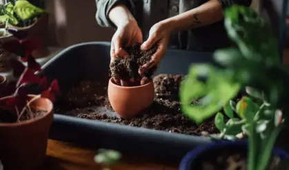 Çiçekleri böcek ve sineklerden koruyan doğal kalkan!