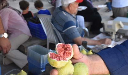 Bardacık incirinde rekolte yüz güldürdü!