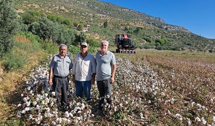 Söke'de sezonun ilk pamuk hasadı!