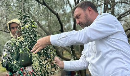 Gümrükçü’den zeytin için '80 TL' çağrısı: Daldaki altın tarlada kalacak!
