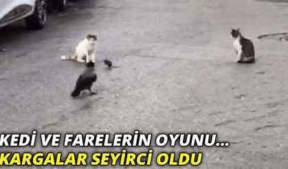 İstanbul'da sokaklarda kedi ve farelerin oyunu... Kargalar seyirci oldu