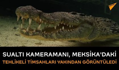 Sualtı kameramanı, tehlikeli timsahları yakından görüntüledi