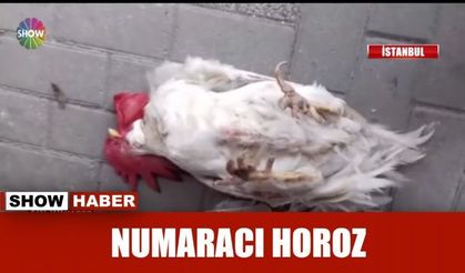Numaracı Horoz!