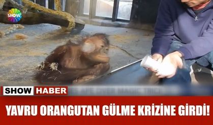 Yavru orangutan gülme krizine girdi!