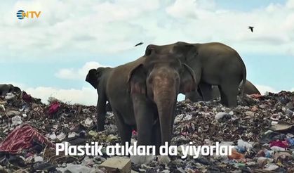 Filler çöplük alanda böyle besleniyor