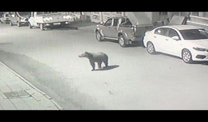 Artvin'de sokaklarda dolaşan boz ayı ilçenin maskotu oldu