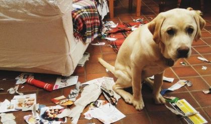 Komik suçlu köpekler