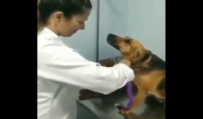 Doktoruna aşık olan köpek