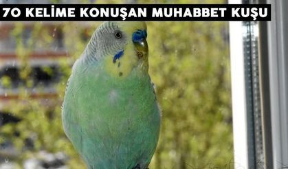 70 kelime konuşan muhabbet kuşu