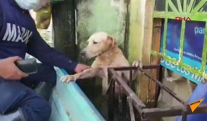 Selin ardından bir köpek, demirlere tutunarak kurtarılmayı bekledi