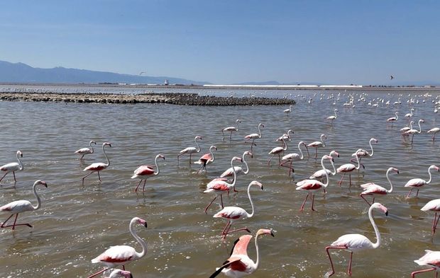 İzmir'in 'cennet'i yavru flamingolarla şenlendi!