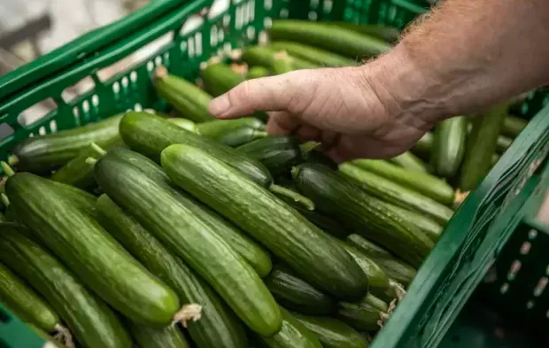 Kahvaltıların vazgeçilmezi ama dikkat... Salatalığı tüketmeyin!