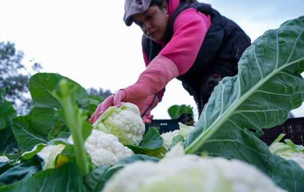 Kışlık sebzenin merkezi İzmir’de hasat telaşı!
