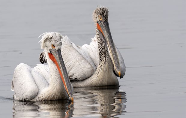 İzmir Körfezi'nin 'beyaz' misafirleri