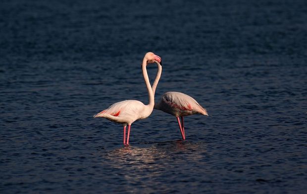 Alsancak'ın pembe konukları!