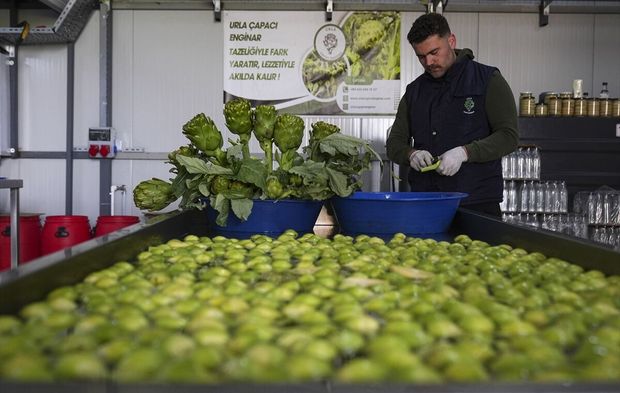 Enginar verimi yağışlarla arttı!