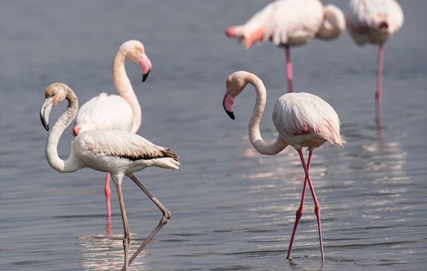 İzmir'in saklı doğası!