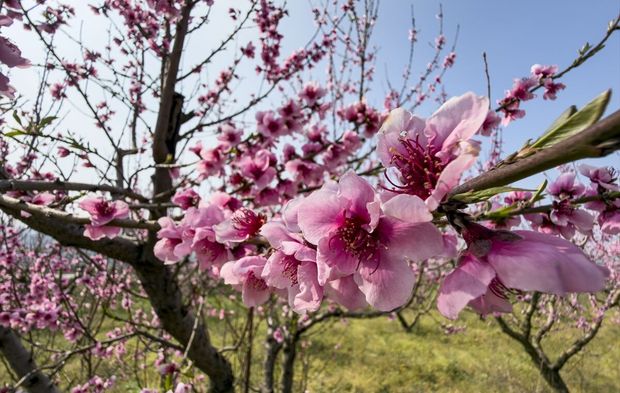İzmir çiçeklendi!