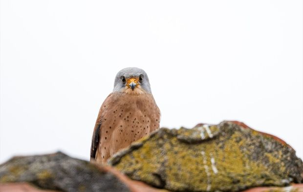 Küçük kerkenezler yuvaya döndü!