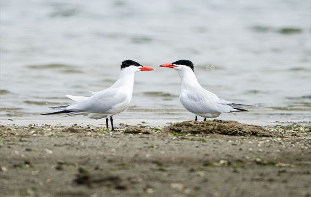 Gediz Deltası’nda bahar şöleni