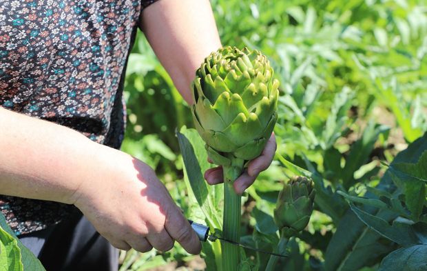 İzmir'de enginar mesaisi!