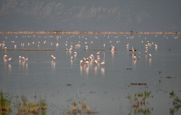 Kuş Cenneti'nin sakinleri!
