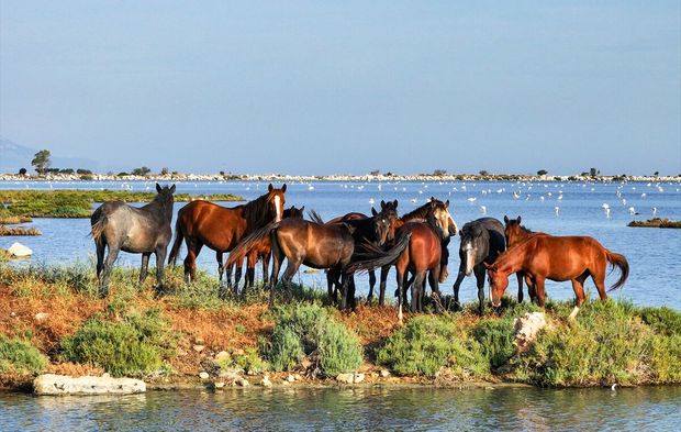 Yüzlerce tür bir arada... İzmir’de doğa mucizesi!